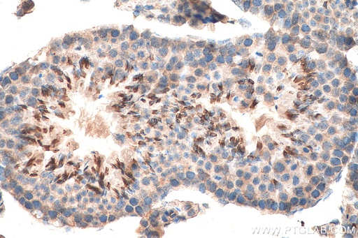 [28411-1-AP-150UL] ORAI1 Polyclonal antibody
