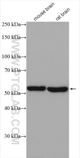 [28425-1-AP-150UL] GABRB1 Polyclonal antibody
