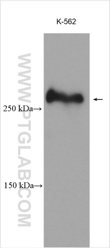 [28437-1-AP-20UL] KMT2C Polyclonal antibody