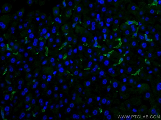 [28463-1-AP-150UL] F4/80 Polyclonal antibody