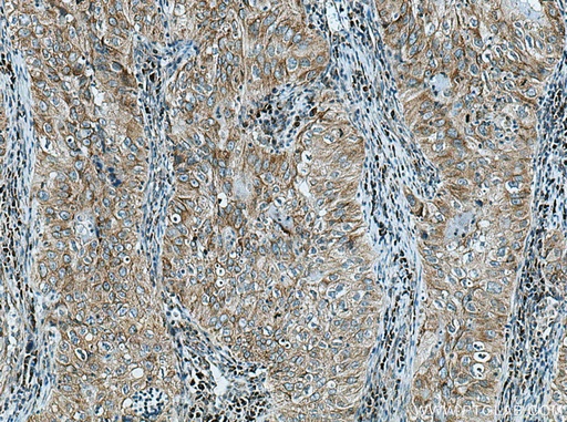 [28482-1-AP-150UL] GRP Polyclonal antibody