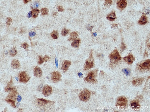 [28494-1-AP-20UL] CRBN Polyclonal antibody