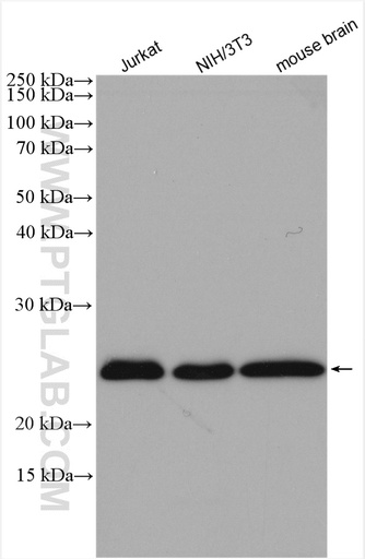 [28498-1-AP-20UL] RAB11B Polyclonal antibody