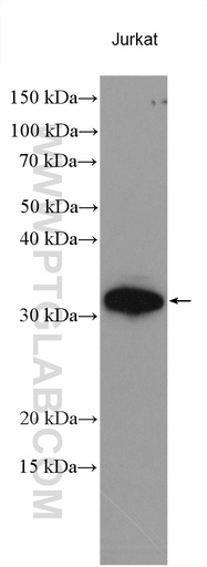 [28501-1-AP-150UL] GCH1 Polyclonal antibody