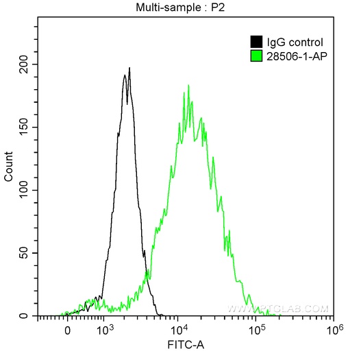 [28506-1-AP-20UL] Cytokeratin 5 Polyclonal antibody