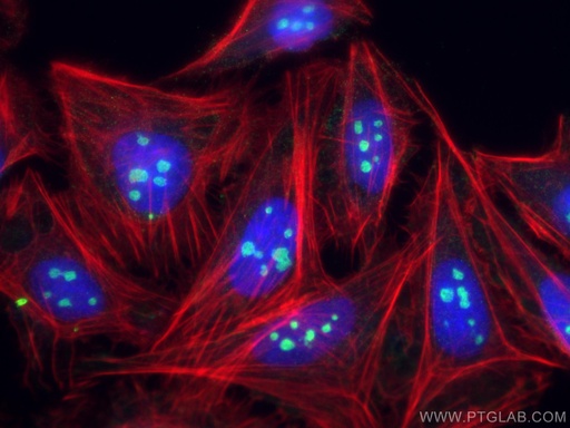 [28509-1-AP-20UL] NOC2L Polyclonal antibody