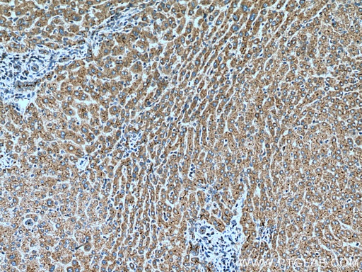 [28530-1-AP-150UL] IGF1 Polyclonal antibody