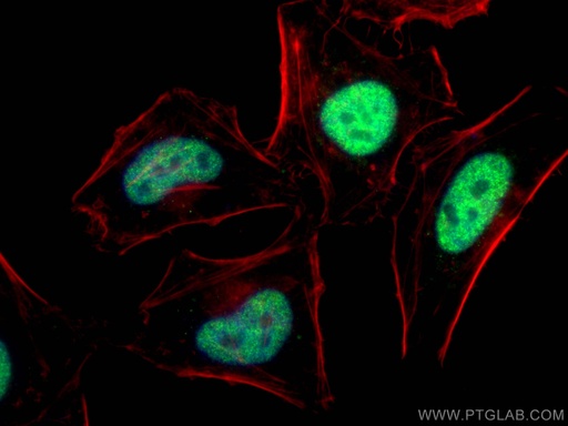 [28534-1-AP-150UL] PRKDC Polyclonal antibody