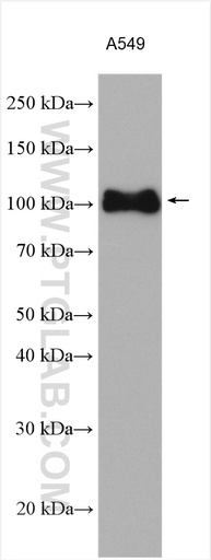 [28543-1-AP-20UL] Integrin Beta 5 Polyclonal antibody