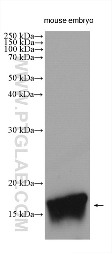 [28546-1-AP-150UL] Midkine Polyclonal antibody