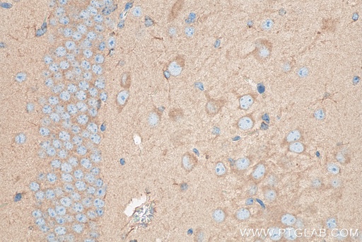 [28554-1-AP-20UL] PICALM Polyclonal antibody