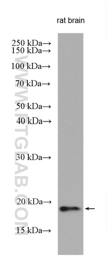 [28559-1-AP-20UL] RSPO4 Polyclonal antibody