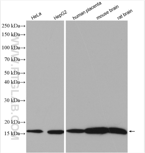 [28573-1-AP-150UL] PDE6D Polyclonal antibody