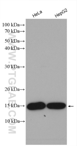 [28579-1-AP-20UL] CDA Polyclonal antibody