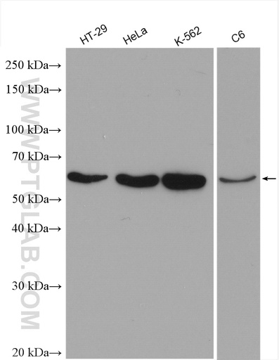 [28603-1-AP-20UL] Cyclin B1 Polyclonal antibody