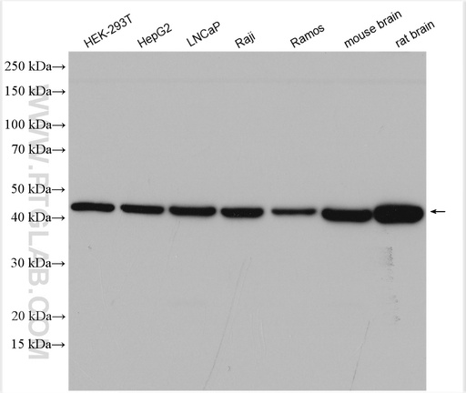 [28610-1-AP-150UL] WNT16 Polyclonal antibody