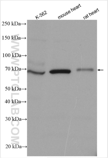 [28623-1-AP-150UL] TLE2 Polyclonal antibody