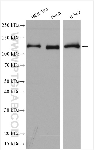 [28628-1-AP-150UL] XPO5 Polyclonal antibody