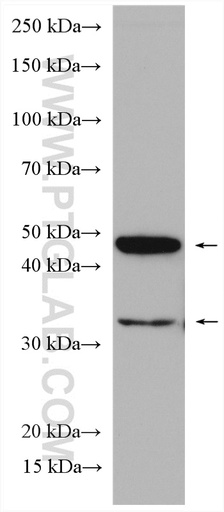 [28637-1-AP-20UL] ORAI1 Polyclonal antibody