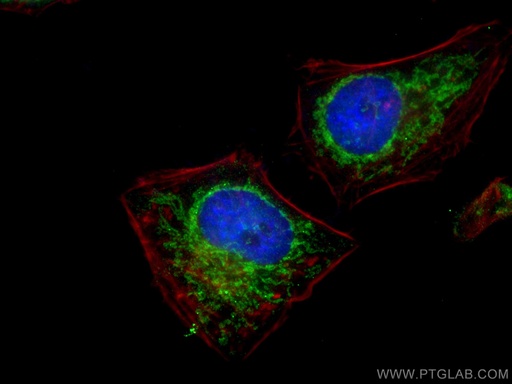 [28679-1-AP-20UL] Sam50 Polyclonal antibody