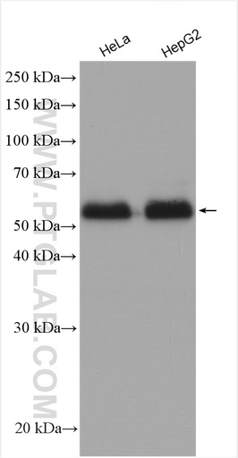 [28686-1-AP-150UL] Ajuba Polyclonal antibody