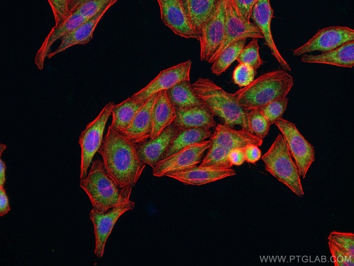 [28699-1-AP-20UL] GREB1 Polyclonal antibody