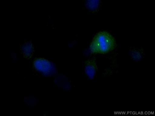 [28700-1-AP-150UL] CEP192 Polyclonal antibody