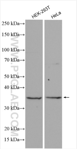 [28706-1-AP-150UL] RALYL Polyclonal antibody