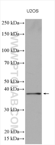 [28715-1-AP-20UL] SFRS6 Polyclonal antibody
