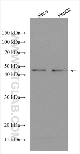 [28728-1-AP-20UL] ODC1 Polyclonal antibody