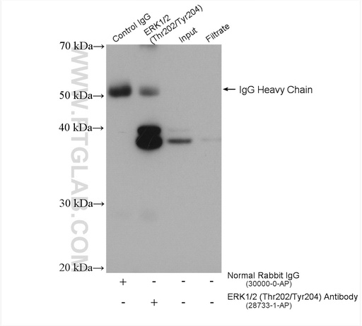 [28733-1-AP-20UL] Phospho-ERK1/2 (Thr202/Tyr204) Polyclonal antibody