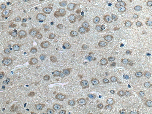 [28738-1-AP-20UL] ALG13 Polyclonal antibody