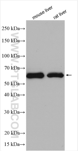 [28739-1-AP-20UL] ESAM Polyclonal antibody