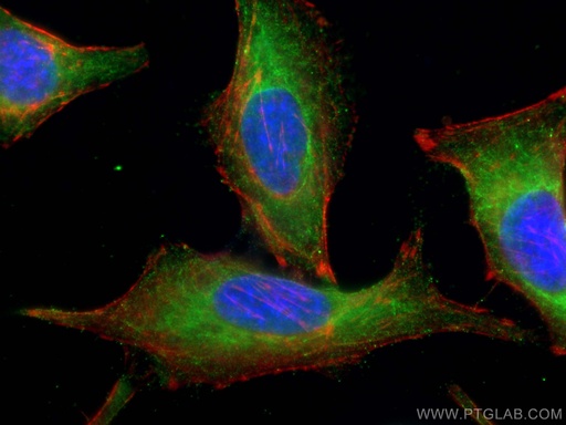 [28750-1-AP-150UL] PLK4 Polyclonal antibody