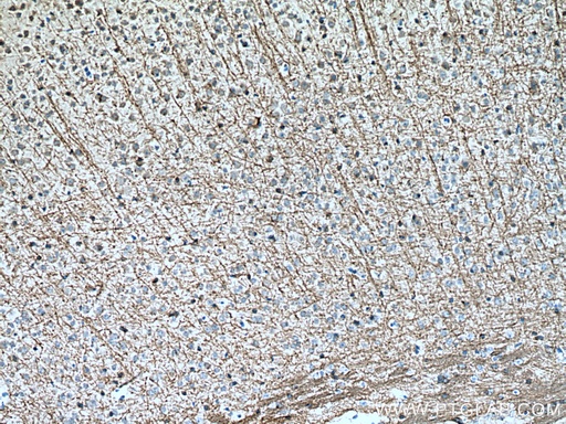 [28752-1-AP-20UL] MOG Polyclonal antibody
