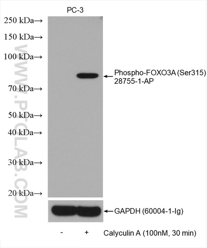 [28755-1-AP-20UL] Phospho-FOXO3A (Ser315) Polyclonal antibody