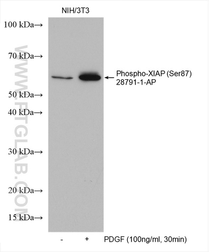 [28791-1-AP-100UL] Phospho-XIAP (Ser87) Polyclonal antibody