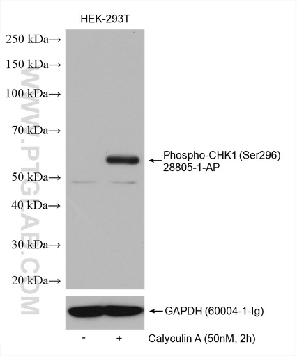 [28805-1-AP-100UL] Phospho-CHK1 (Ser296) Polyclonal antibody