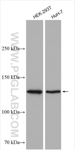 [28814-1-AP-150UL] DHX30 Polyclonal antibody
