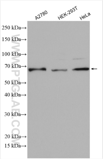 [28816-1-AP-20UL] DIS3L2 Polyclonal antibody