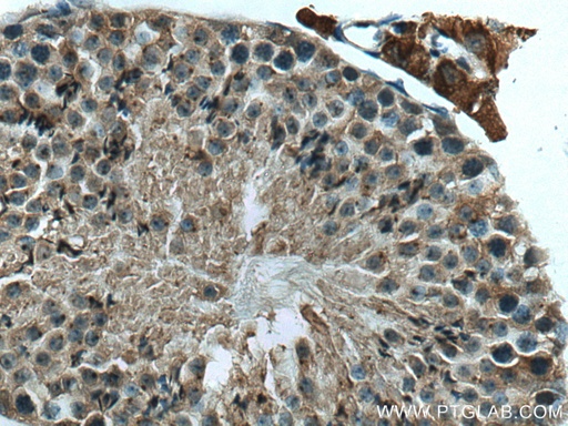 [28828-1-AP-20UL] C6orf134 Polyclonal antibody