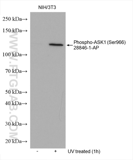 [28846-1-AP-20UL] Phospho-ASK1 (Ser966) Polyclonal antibody