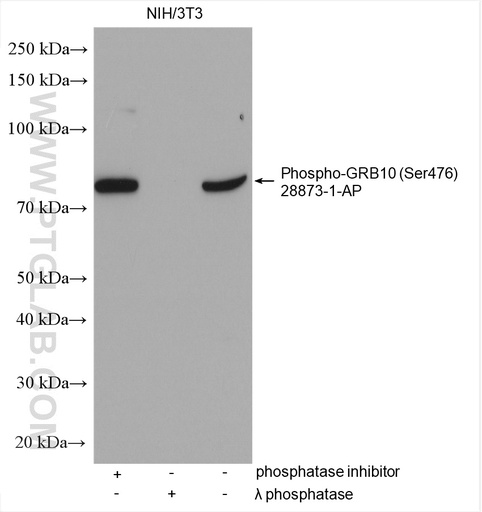 [28873-1-AP-20UL] Phospho-GRB10 (Ser476) Polyclonal antibody