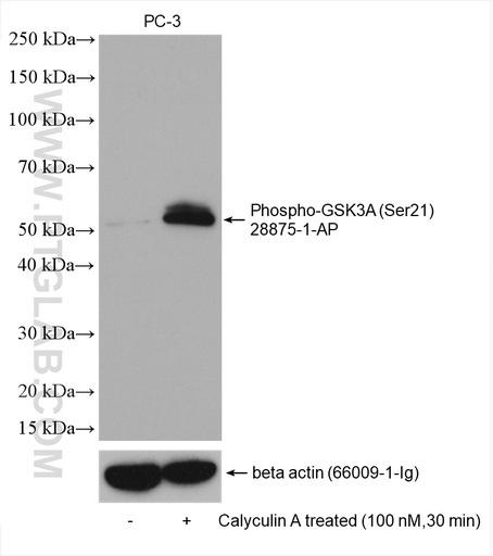 [28875-1-AP-20UL] Phospho-GSK3A (Ser21) Polyclonal antibody
