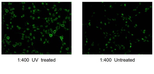 [28891-1-AP-20UL] Phospho-JUN (Ser73) Polyclonal antibody