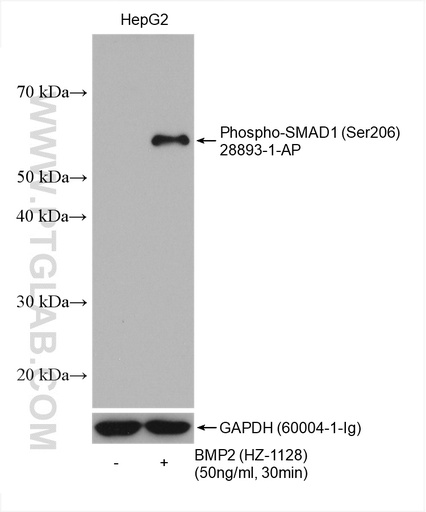 [28893-1-AP-100UL] Phospho-SMAD1 (Ser206) Polyclonal antibody