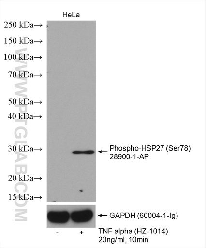 [28900-1-AP-100UL] Phospho-HSP27 (Ser78) Polyclonal antibody