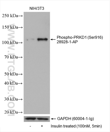 [28928-1-AP-100UL] Phospho-PRKD1 (Ser916) Polyclonal antibody