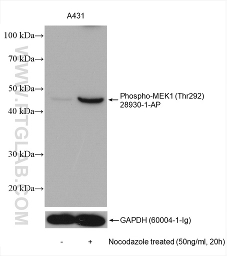 [28930-1-AP-100UL] Phospho-MEK1 (Thr292) Polyclonal antibody