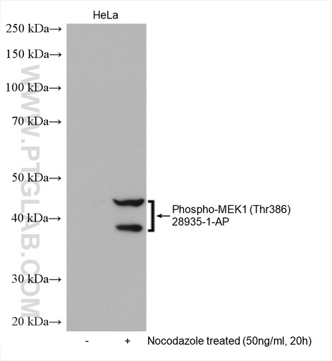 [28935-1-AP-100UL] Phospho-MEK1 (Thr386) Polyclonal antibody